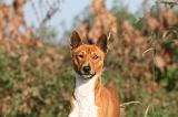 BASENJI 017